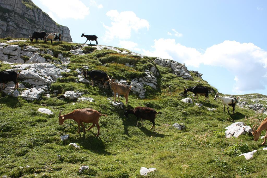 Hotel Alp Bovec Buitenkant foto